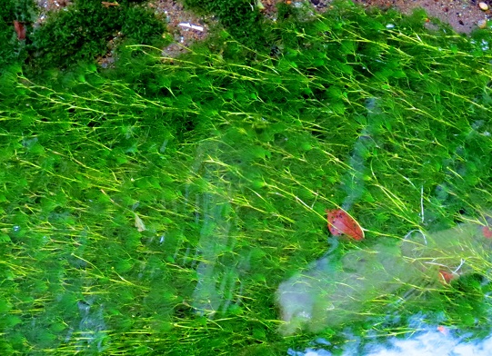 a0317576_14571394.jpg