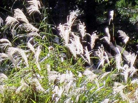a0317576_14581145.jpg