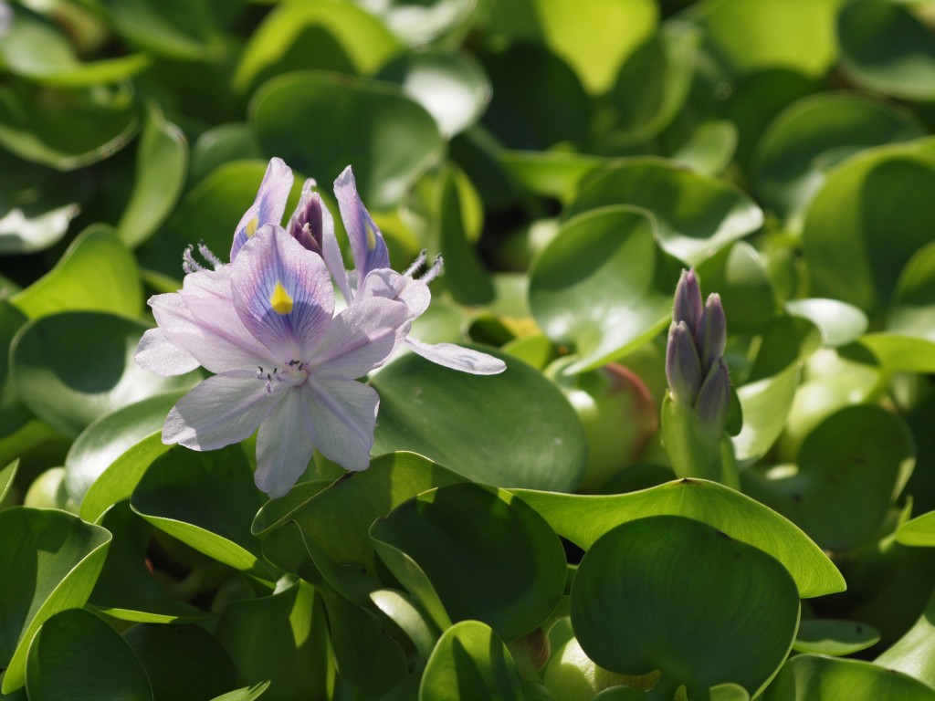 布袋葵 ホテイアオイ は青い悪魔の花 自然風の自然風だより