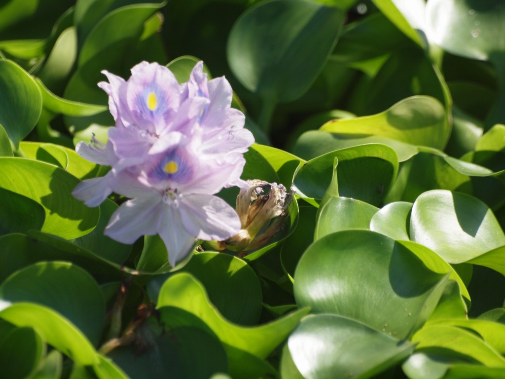 布袋葵 ホテイアオイ は青い悪魔の花 自然風の自然風だより