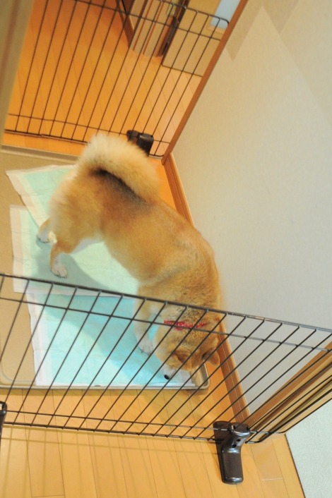かぼちゃんのトイレトレーニング_a0126590_22182788.jpg