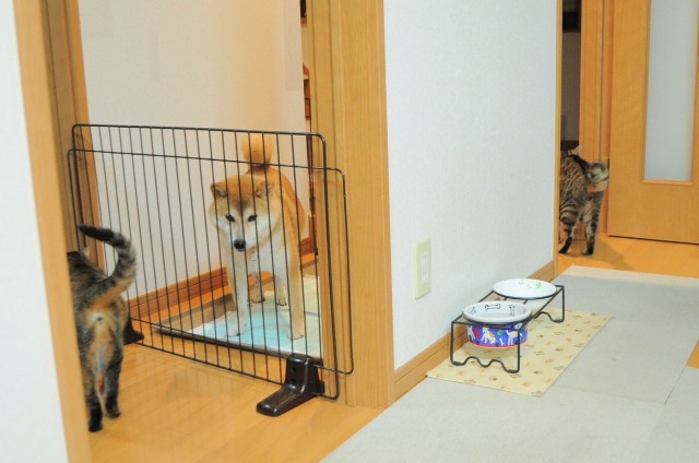 かぼちゃんのトイレトレーニング_a0126590_2219351.jpg