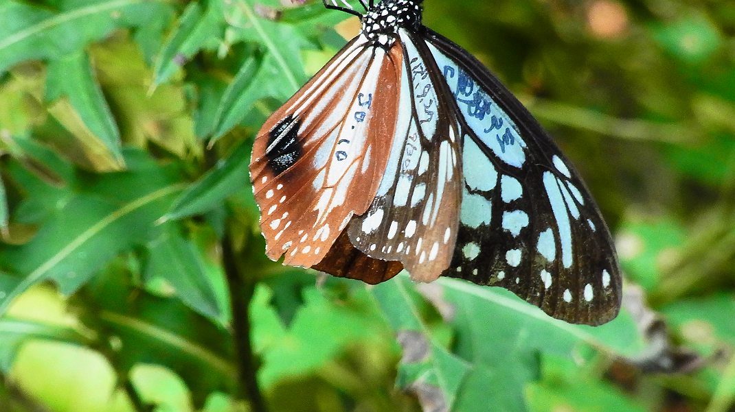 a0152692_8335555.jpg