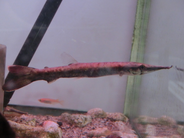 2013年熱帯魚入荷情報!Vol.23 (9/30~10/14)_b0141806_1591638.jpg