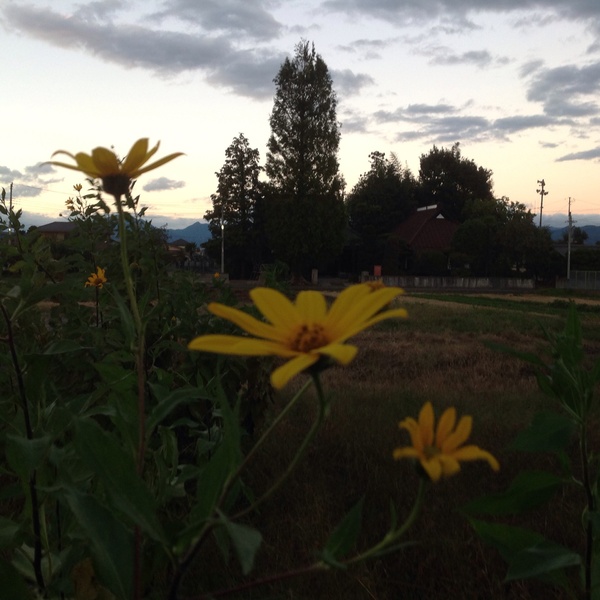 カラタチの花 ではなくって。_b0291906_20113899.jpg