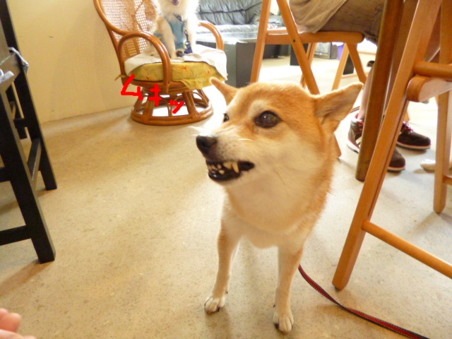 e0131506_1554130.jpg