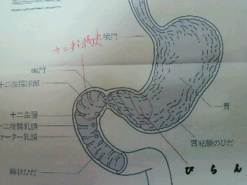 ★  胃 カ メ ラ_f0127408_19131340.jpg