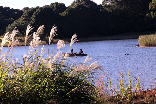 変わり咲きのコスモス（昭和記念公園）_e0255509_2153106.jpg