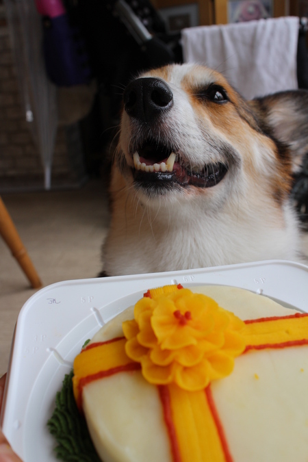 わんこケーキ教室 ~リボンフラワーケーキ~_f0155118_22195845.jpg