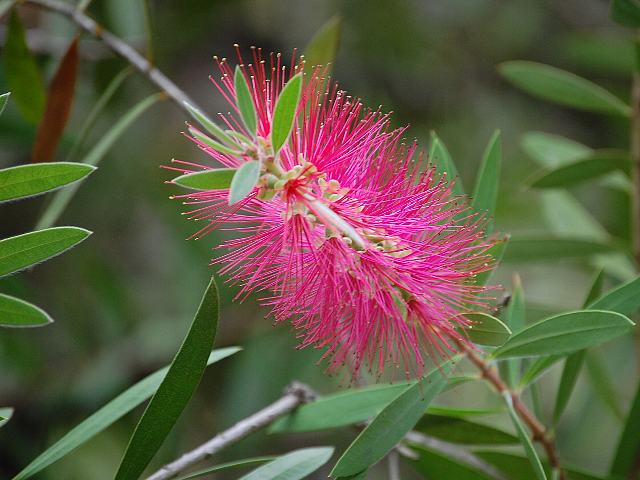 槙葉ブラシの木 マキバブラシノキ 花の仲間調べ
