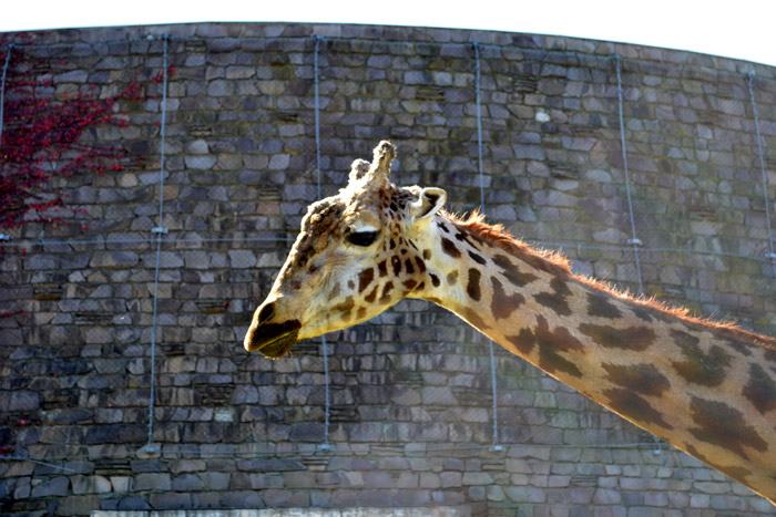 動物園に行ってきました～その1～_e0037129_211158.jpg