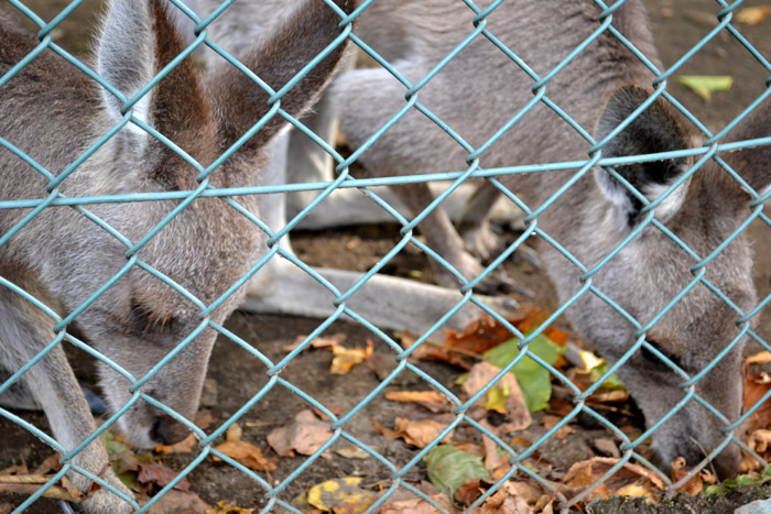 動物園に行ってきました～その1～_e0037129_2113295.jpg