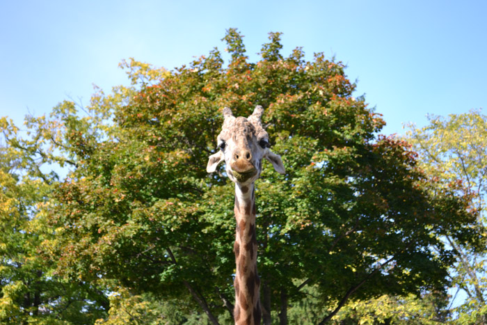 動物園に行ってきました～その1～_e0037129_211839.jpg