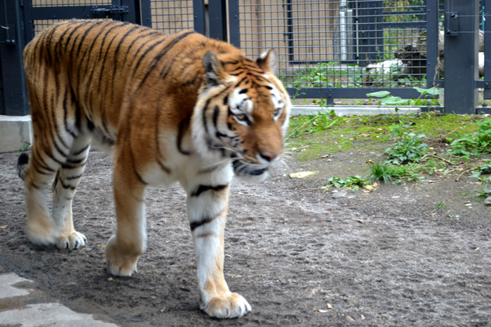 動物園に行ってきました～その1～_e0037129_2181531.jpg