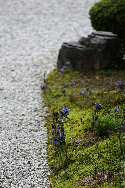 廬山寺のリンドウ_b0169330_933397.jpg