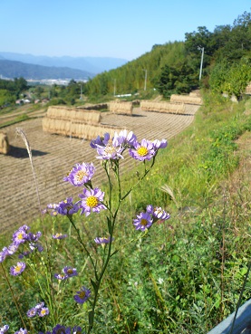 長野紀行1　稲倉の棚田_c0226331_1637712.jpg