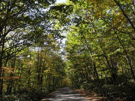 紅葉の気配!大川渓谷をさかのぼってみた。_b0206037_2304316.jpg