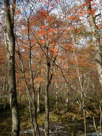 紅葉の気配!大川渓谷をさかのぼってみた。_b0206037_23195596.jpg