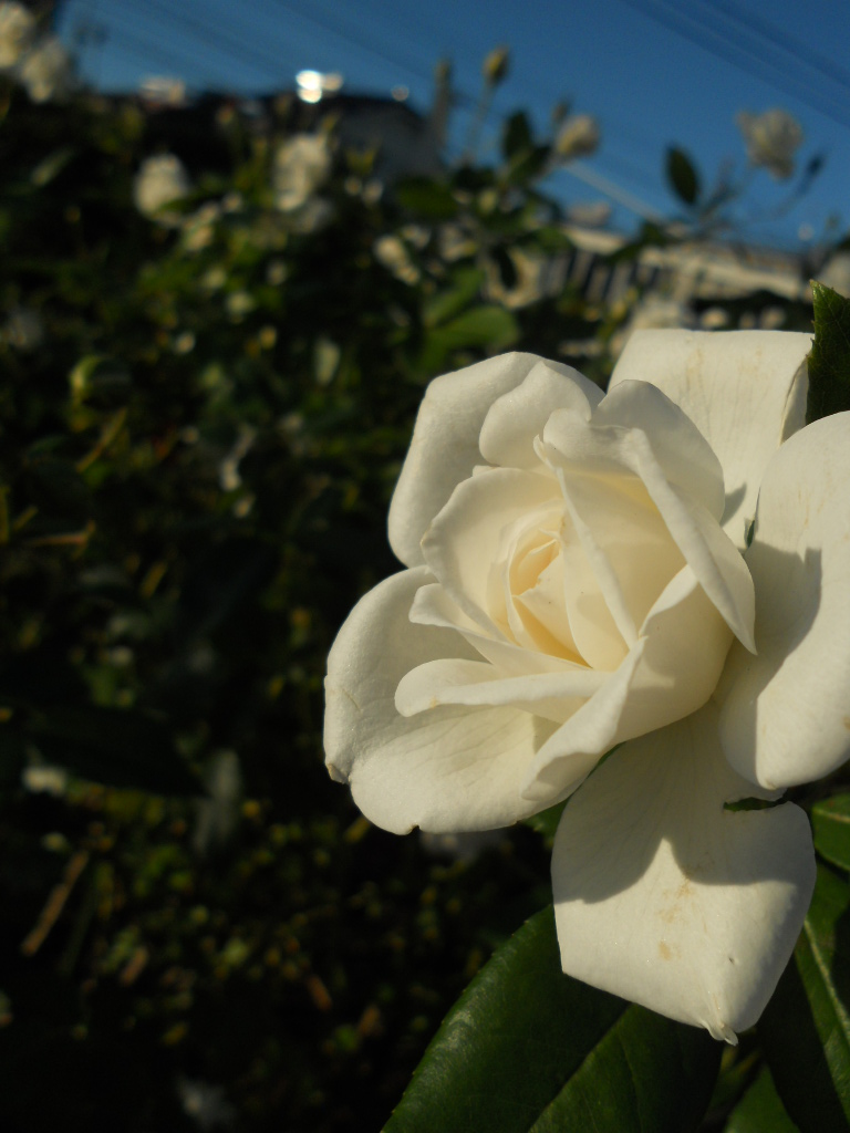 e0300042_1840260.jpg