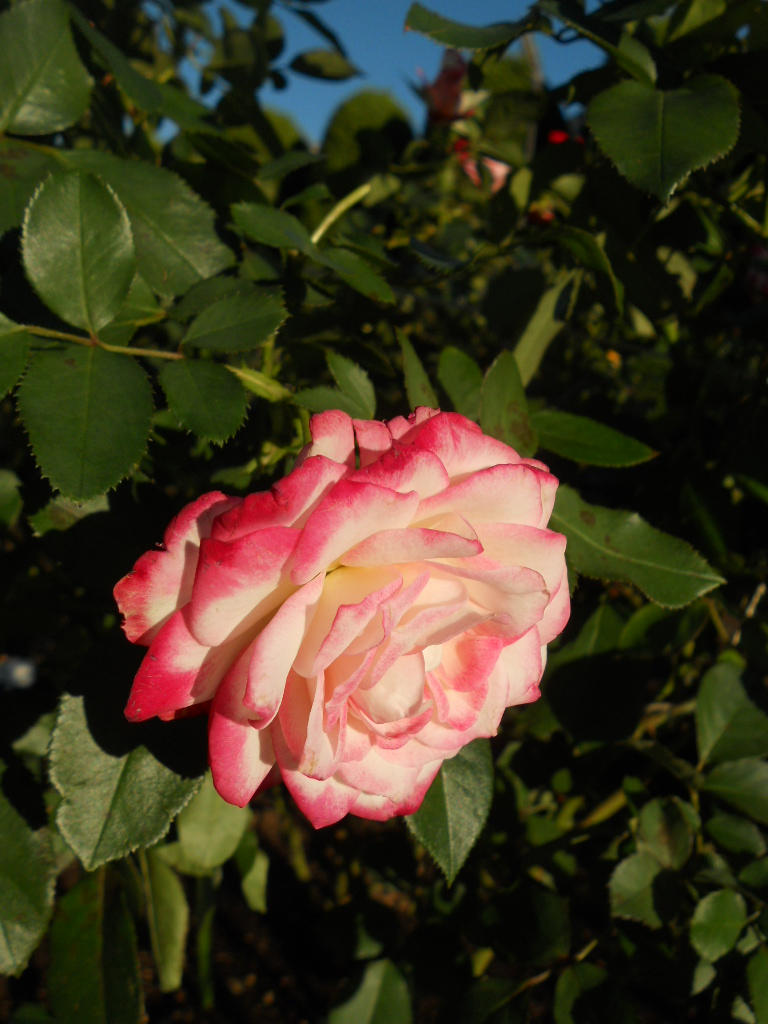 e0300042_18414572.jpg