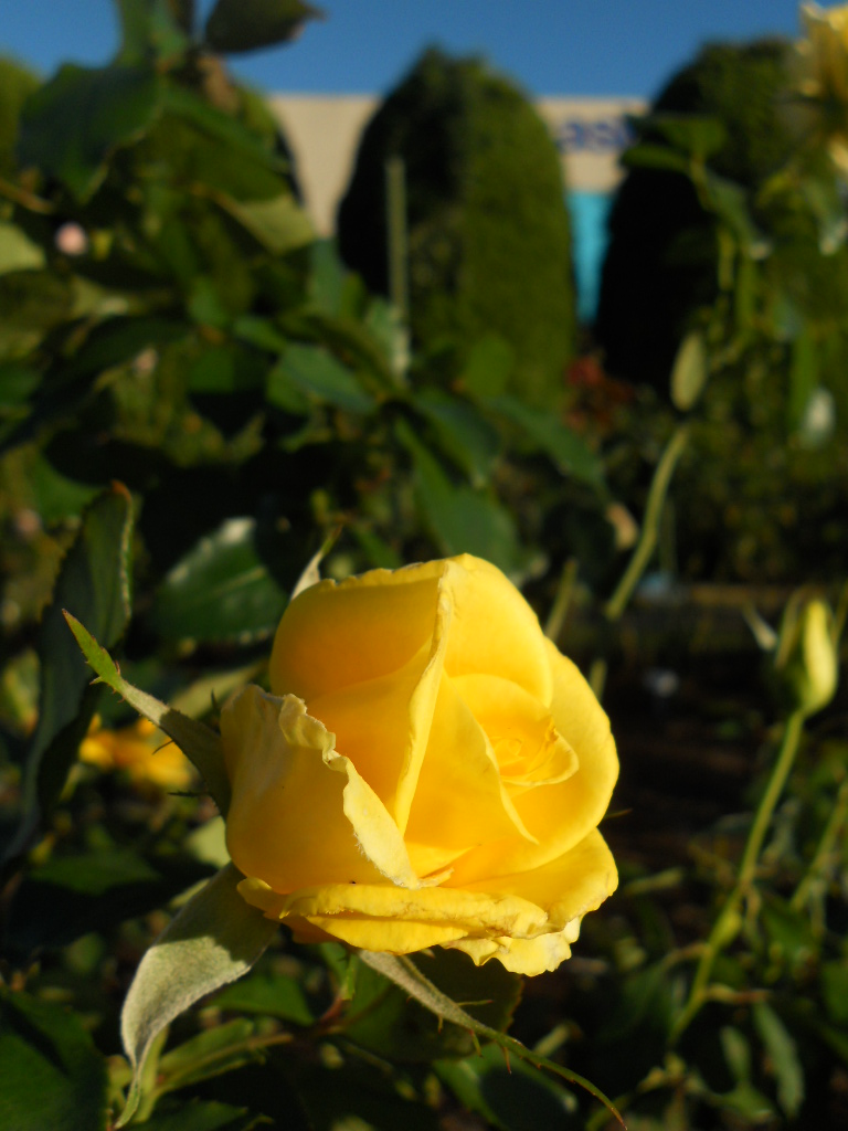 e0300042_1841667.jpg