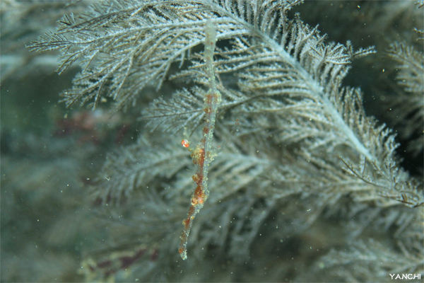 e0158261_8254356.jpg