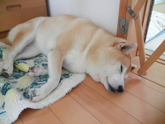 ’13,10,16(水)大型台風一過!しかし事件が!_f0060461_10415351.jpg