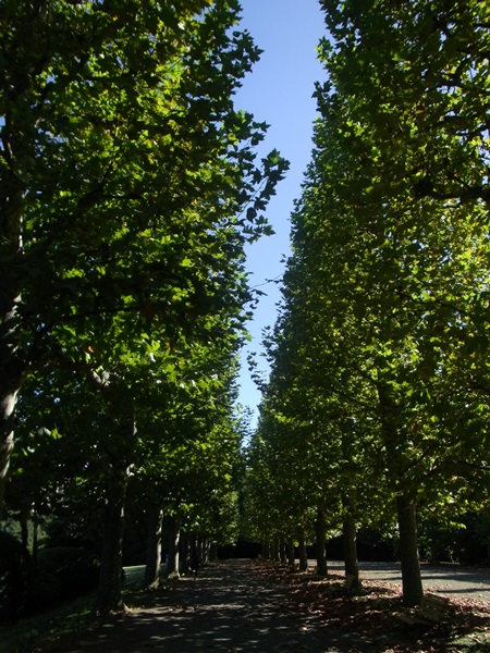 e0153367_1445577.jpg