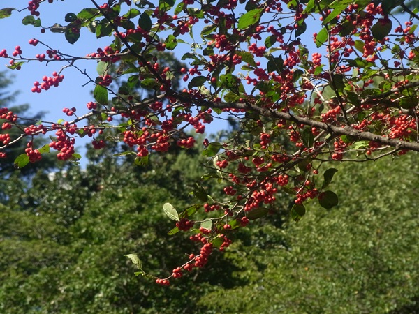 e0153367_1455987.jpg