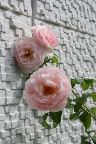c0248269_8511299.jpg