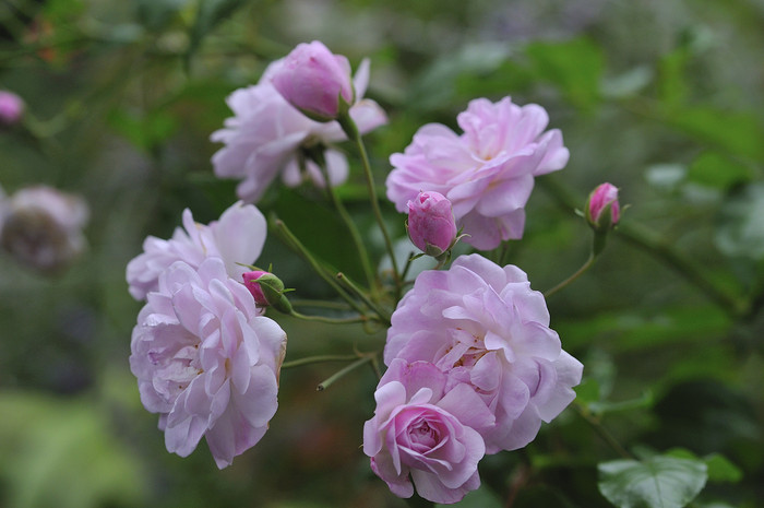 ブラッシュノアゼット秋の花 judeの庭と薔薇のカヲリ ブラッシュノアゼット秋の花 judeの庭と薔薇のカヲリ