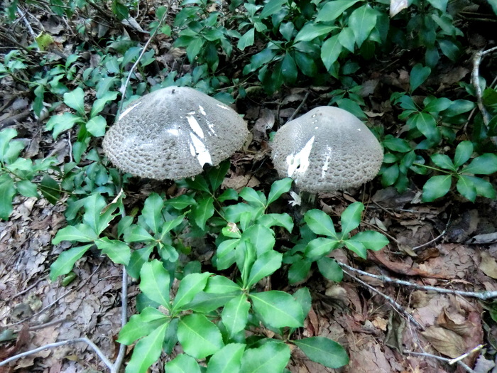 b0185573_20541134.jpg