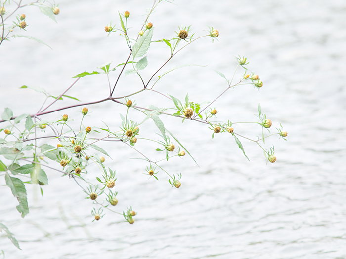 野川沿い、秋のお花たち_a0161380_026732.jpg