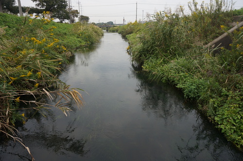 坂川親水広場WS（１）_e0201681_9531757.jpg