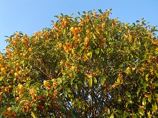 f0069883_6133460.jpg