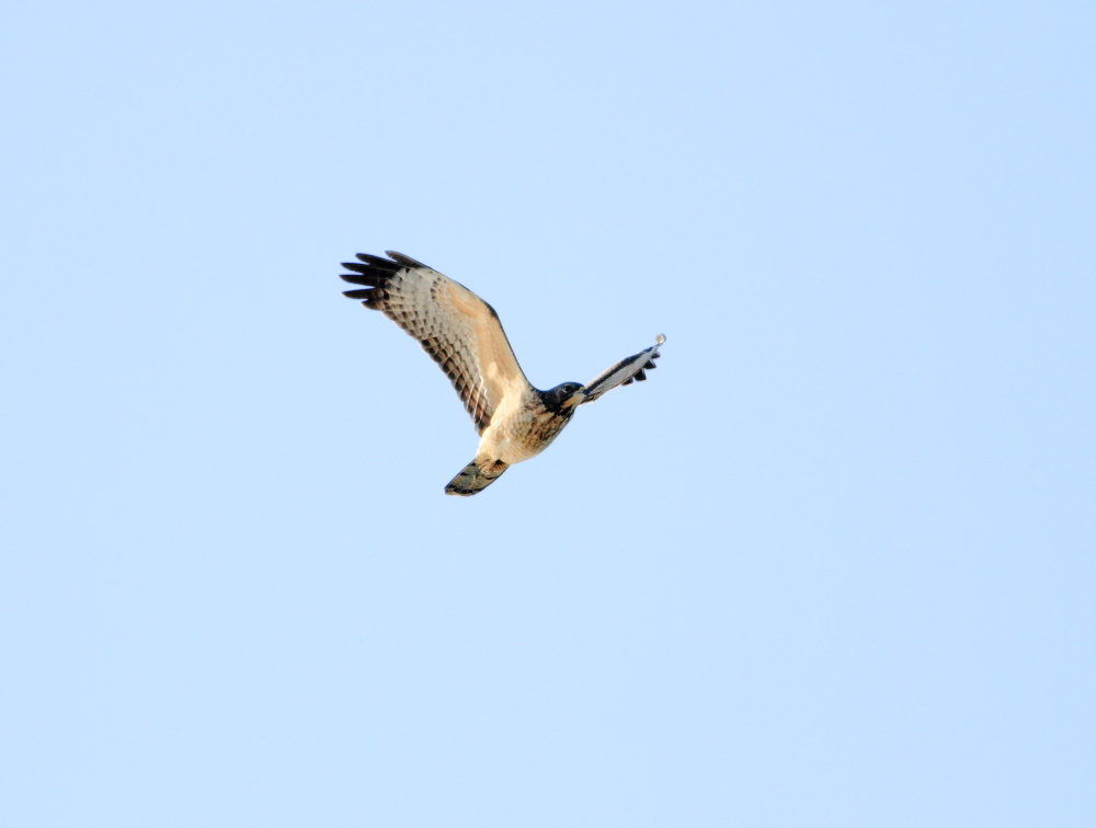 e0123889_201303.jpg
