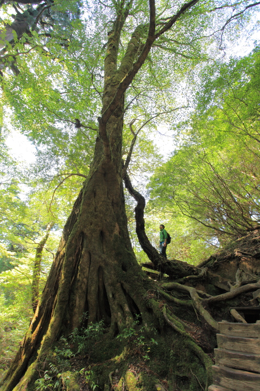 屋久島の空気に癒されて♪（2013.05.02-06）-27（縄文杉編）_d0147393_2046411.jpg