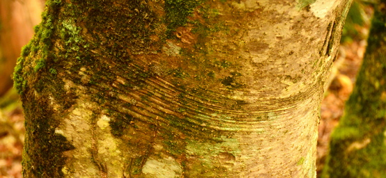 e0111396_08492.jpg