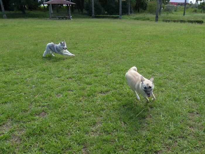 子犬　爆走公園にて爆走_c0049299_11551593.jpg