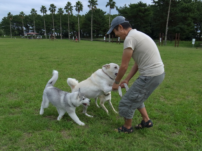 子犬　爆走公園にて爆走_c0049299_12192658.jpg