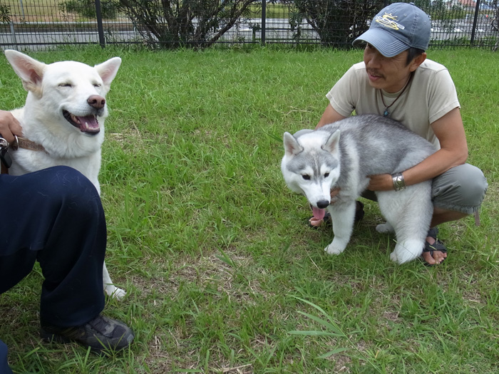 子犬　爆走公園にて爆走_c0049299_122102.jpg