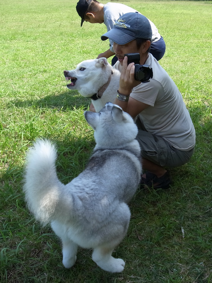 子犬　爆走公園にて爆走_c0049299_12305076.jpg