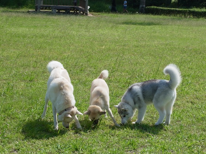 子犬　爆走公園にて爆走_c0049299_12828.jpg