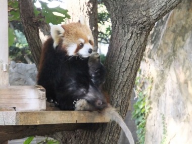 野毛山動物園_c0184800_1622719.jpg