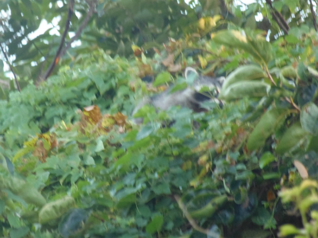 c0125501_16252155.jpg