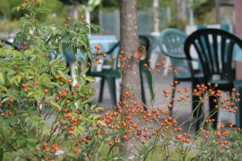 花フェスタ記念公園にもちょっと寄りました。 ２０１３年 秋_d0166303_10301255.jpg