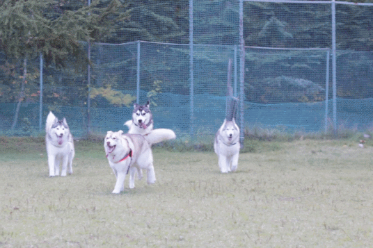 b0207615_2012417.gif