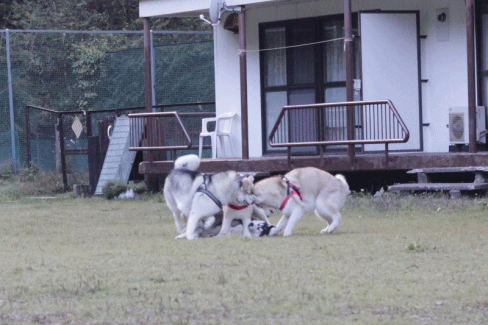 b0207615_2012684.gif