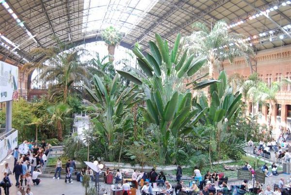 駅がジャングルのような緑の空間に スペイン マドリッド アトーチャ駅 アーバン ガーデン ウォッチング 駅がジャングルのような緑の空間に スペイン マドリッド アトーチャ駅 アーバン ガーデン ウォッチング