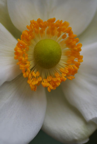 我が家の花Ⅳ_c0093046_11471167.jpg